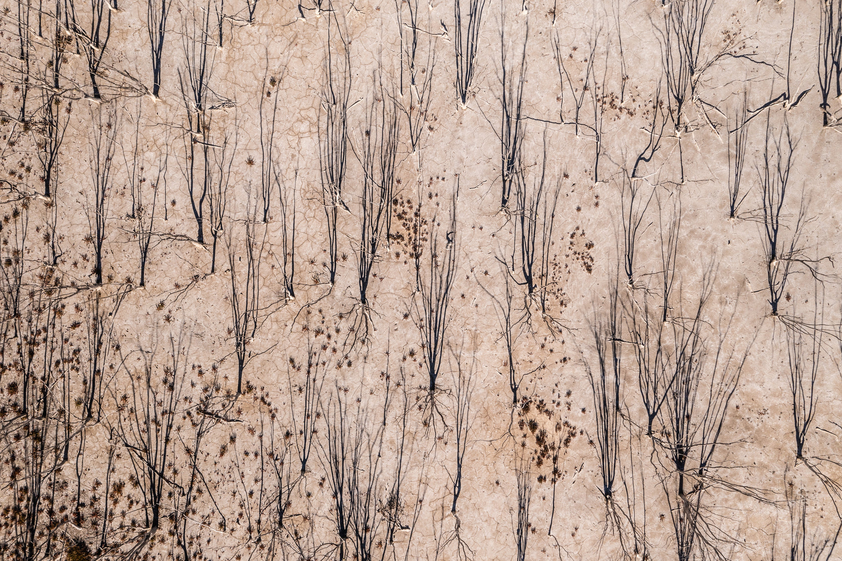 SHADOW TREES